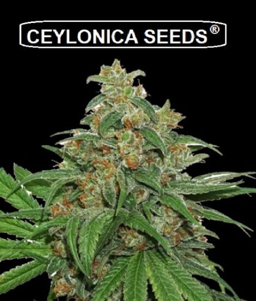 special ak47 ceylonica feminized cannabis seeds